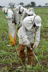 workers spraying insecticide on plants