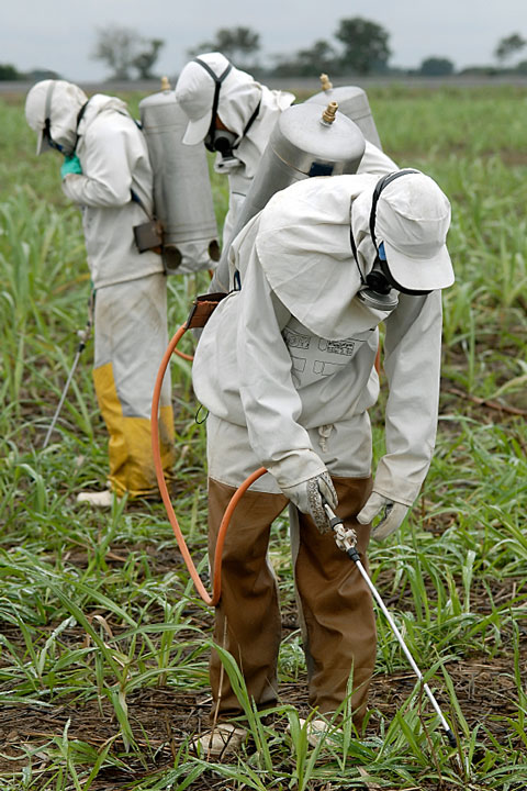 workers spraying insecticide on plants